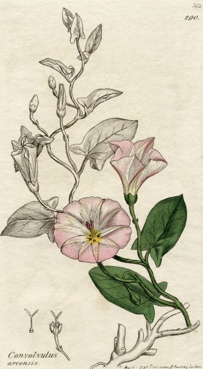 Convolvulus Arvensis, Published London 1796 by English School